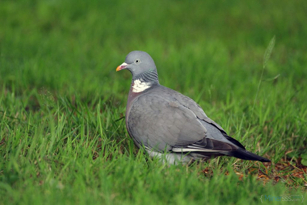 due skov ee52d62978eed0af120f763a86bf6170