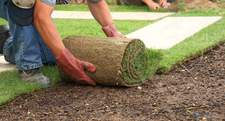 laying turf roll out lawns