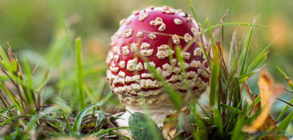 amanita lt buy amanita muscaria online5 1024x490 1