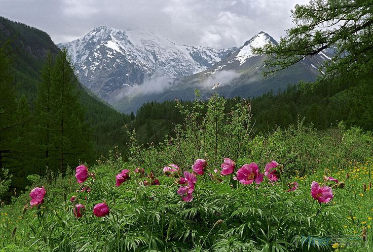 6122e8a4373e6673c9d0459180d0b545 peonies scotland